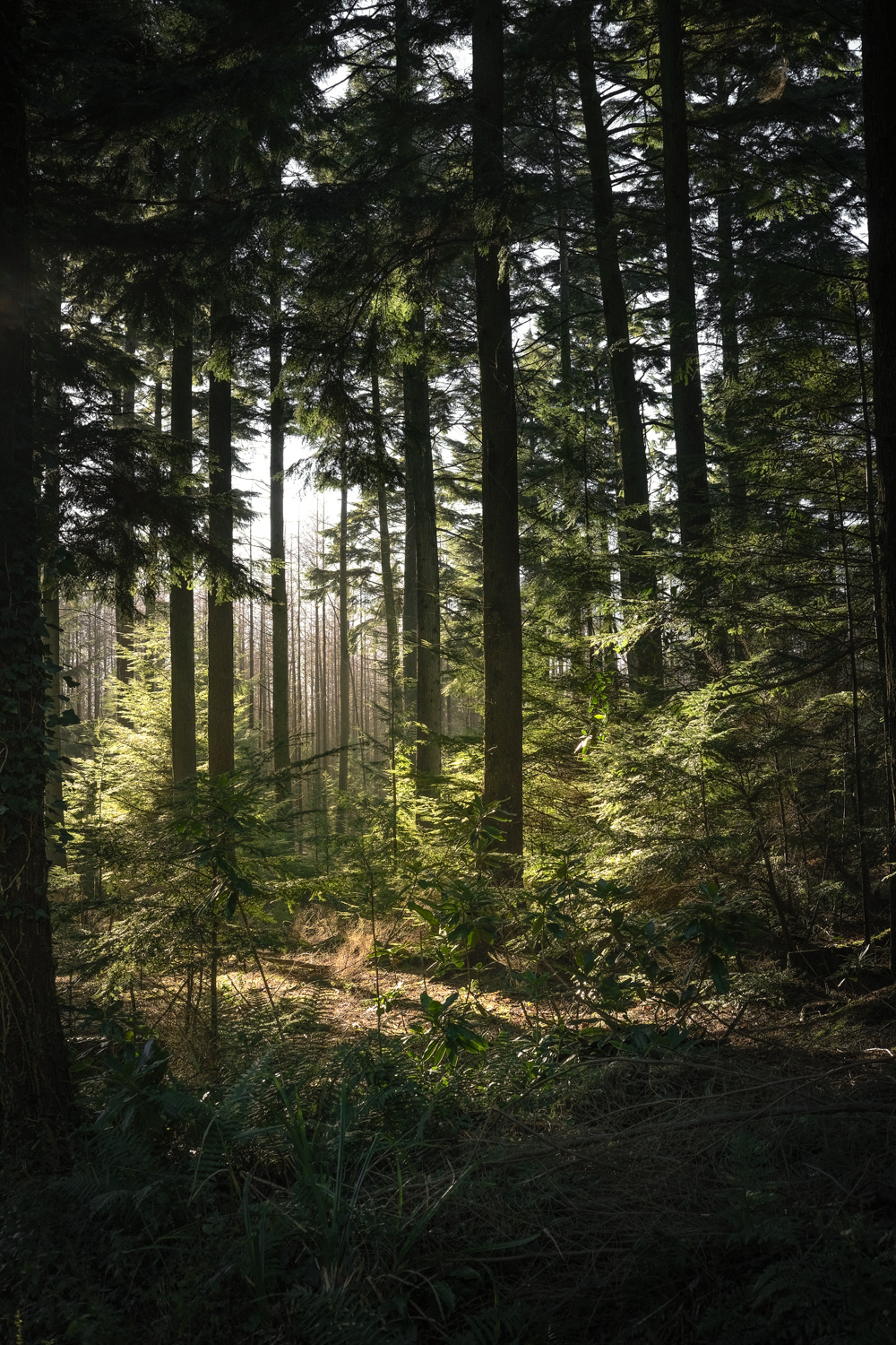 Sunlight streaming through trees on Trinity Hill Nature Reserve 13_01_22 3